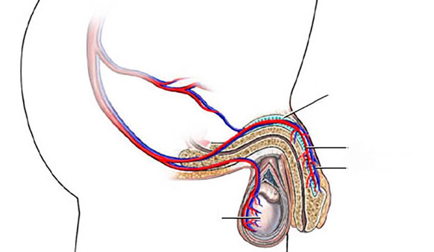 Penisin yapısı