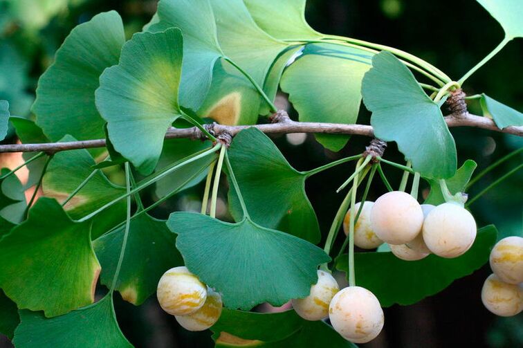 Ginkgo biloba - gücü artırmak için kullanılan egzotik bir bitki