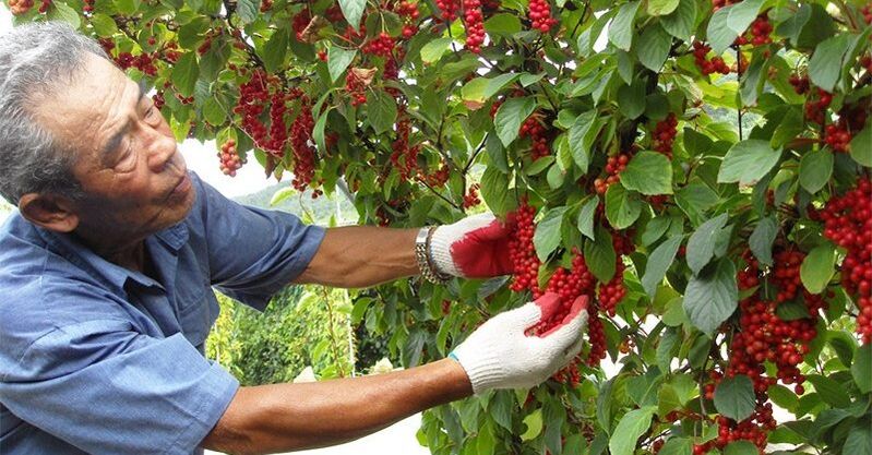 Gücü artırmak için Çin limonlu çimen